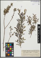 Foto von Salix purpurea L. x Salix repens L.